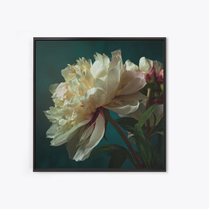 Romantic Neutral Peony Closeup Canvas Print, Master Bedroom, Vinyl Wall Decal, Bedroom Decor, Fine Art, Sanctuary, MAS-1x1-26