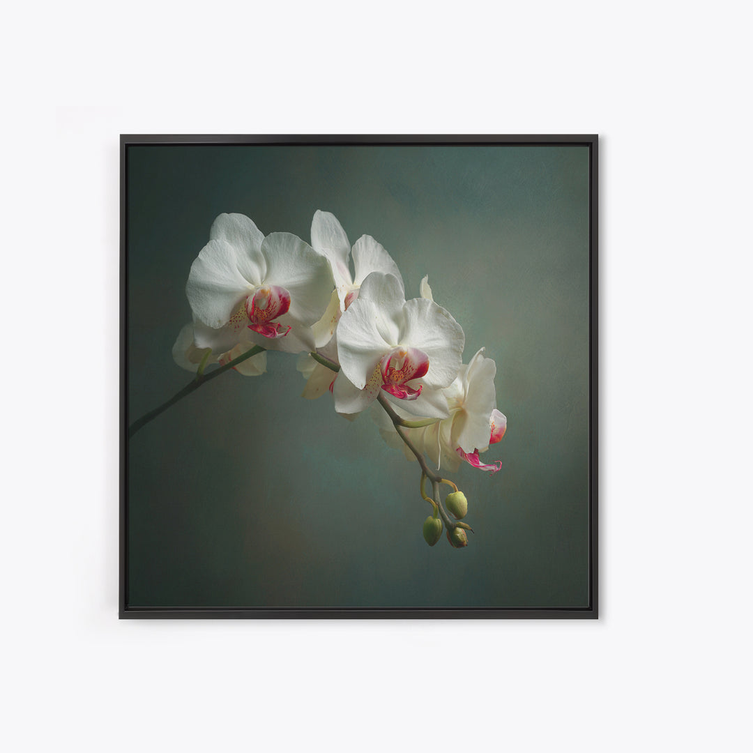 White Orchids Against Warm Gray Background Framed Canvas Print, Master Bedroom, Bedroom Decor, Abstract Art, Sanctuary, MAS-1x1-57