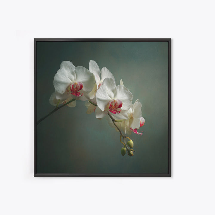 White Orchids Against Warm Gray Background Framed Canvas Print, Master Bedroom, Bedroom Decor, Abstract Art, Sanctuary, MAS-1x1-57