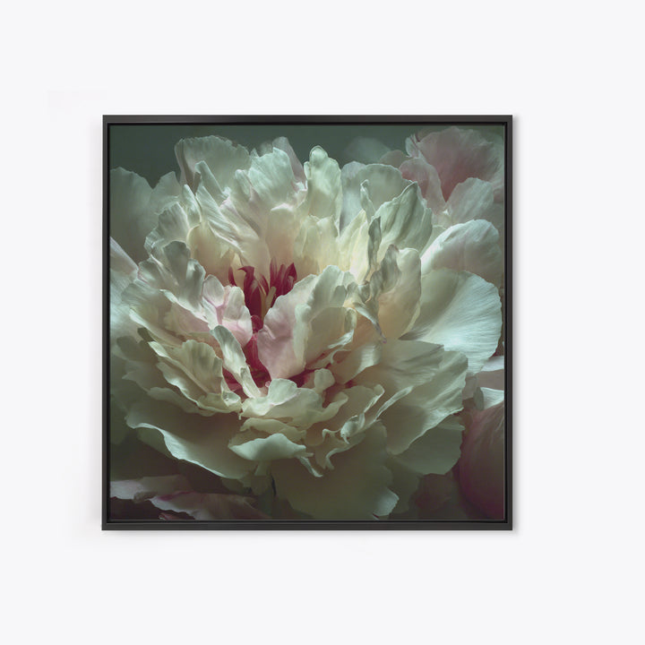 Romantic Neutral Peony Closeup Canvas Print, Master Bedroom, Textured Painting, Bedroom Decor, Fine Art, Sanctuary, Wall Decal, MAS-1x1-98