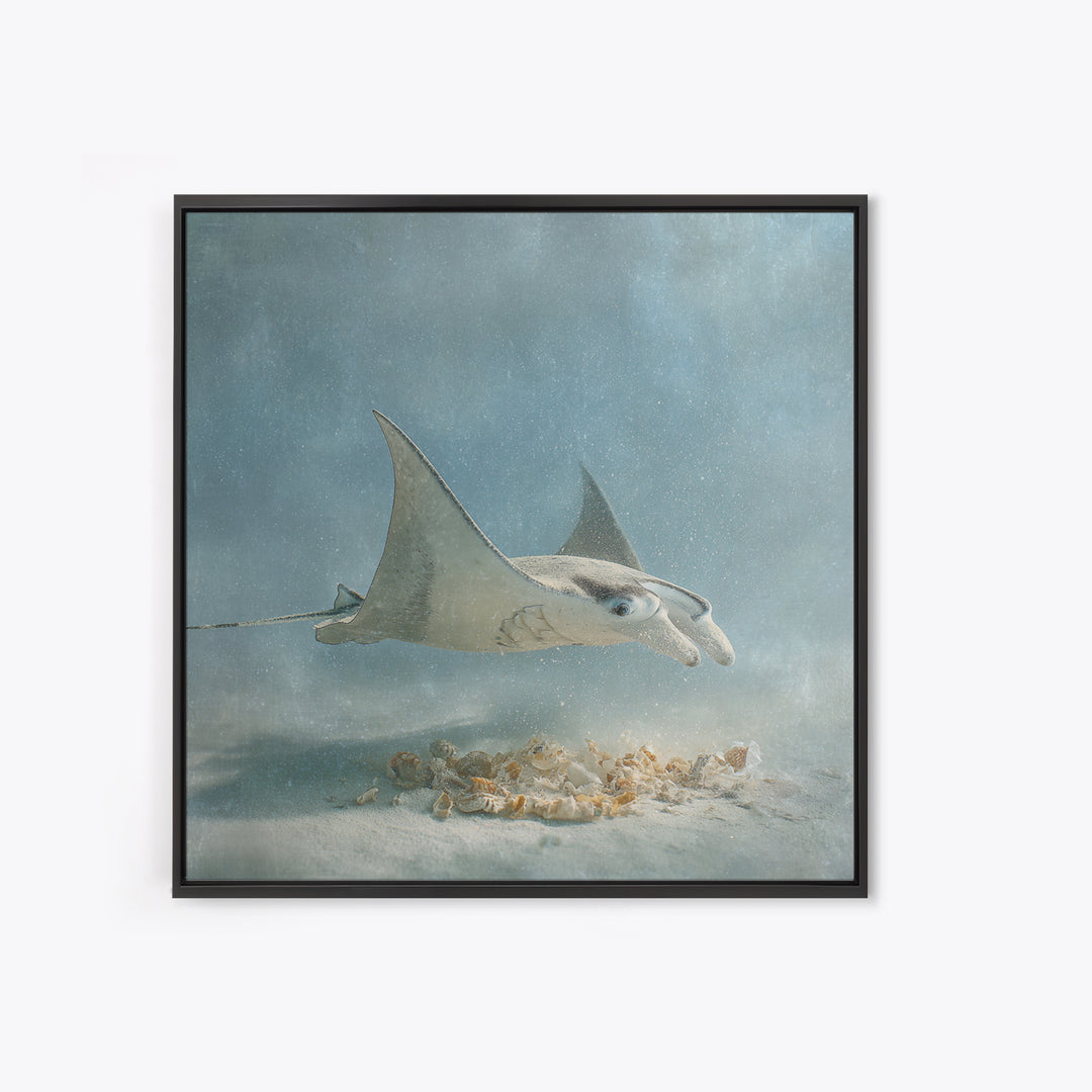 Manta Ray Flying Through Underwater Light Framed Canvas Print, Marine Life Art, Ocean Prints, Living Room Decor, Marine, MLA-1x1-38