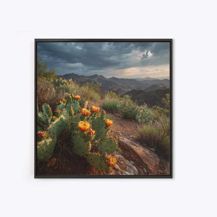 Desert Cactus Blooming After Rain Canvas Print, Nature Art, Nature Wall Art, Living Room Decor, Fine Art, Nature, NAT-1x1-92