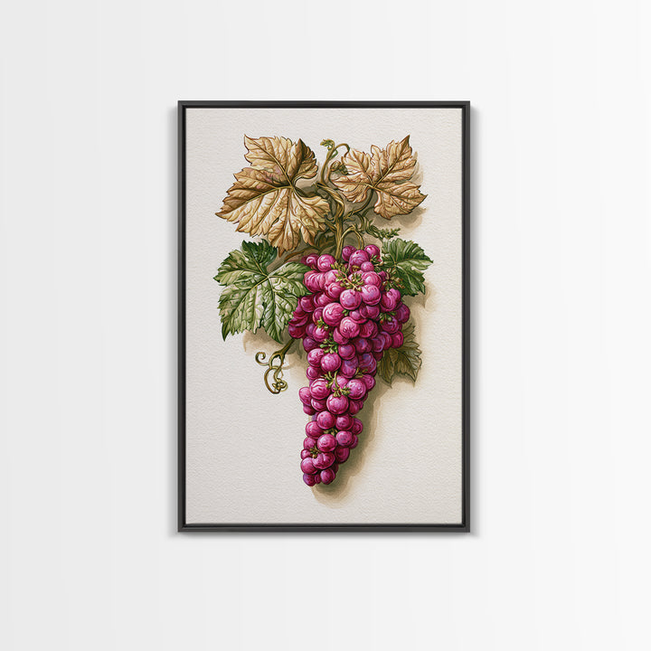 Wine Grapevine Botanical Study Canvas Print, Restaurant Art, Canvas, Restaurant Decor, Fine Art, Bistro, Living Room Decor, RES-2x3-23