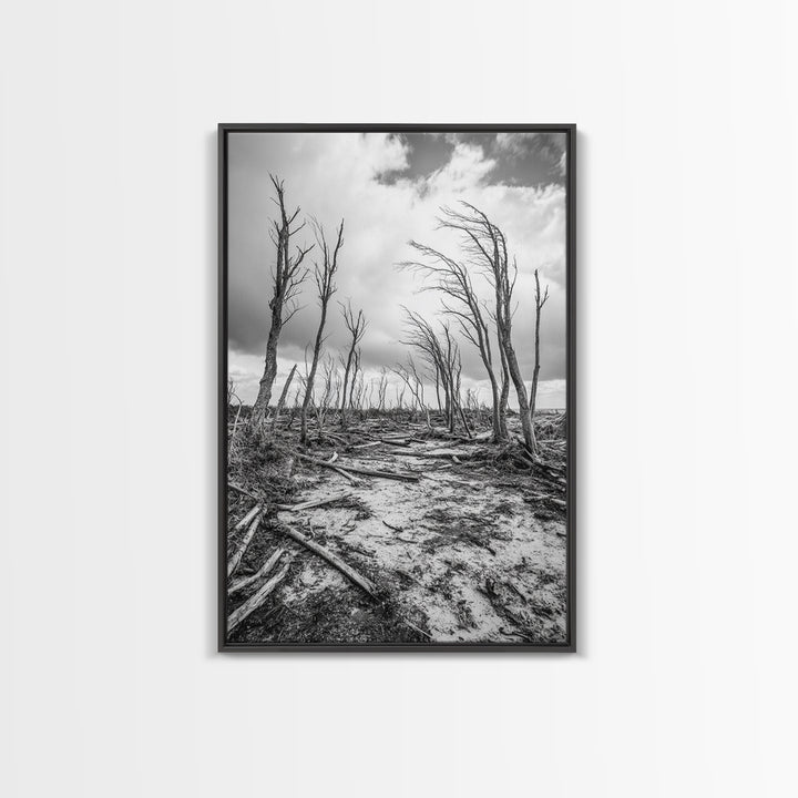 Windblown Trees, stormy sky, moody landscape, wabi sabi art, black and white, framed canvas print, rustic decor, nature photography