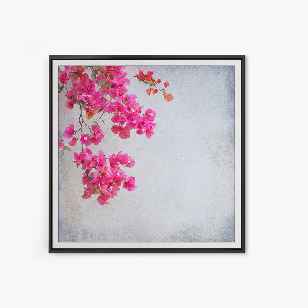 Pink Bougainvillea over White Wall Framed Canvas Print, Tropical Art, Room Decor, Living Room Decor, Fine Art, Tropic, TRO-1x1-40