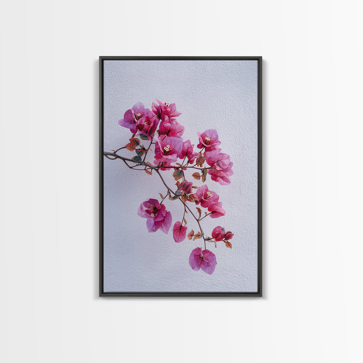 Pink Bougainvillea over White Wall Framed Canvas Print, Tropical Art, Modern Decor, Living Room Decor, Fine Art, Tropic, TRO-2x3-24