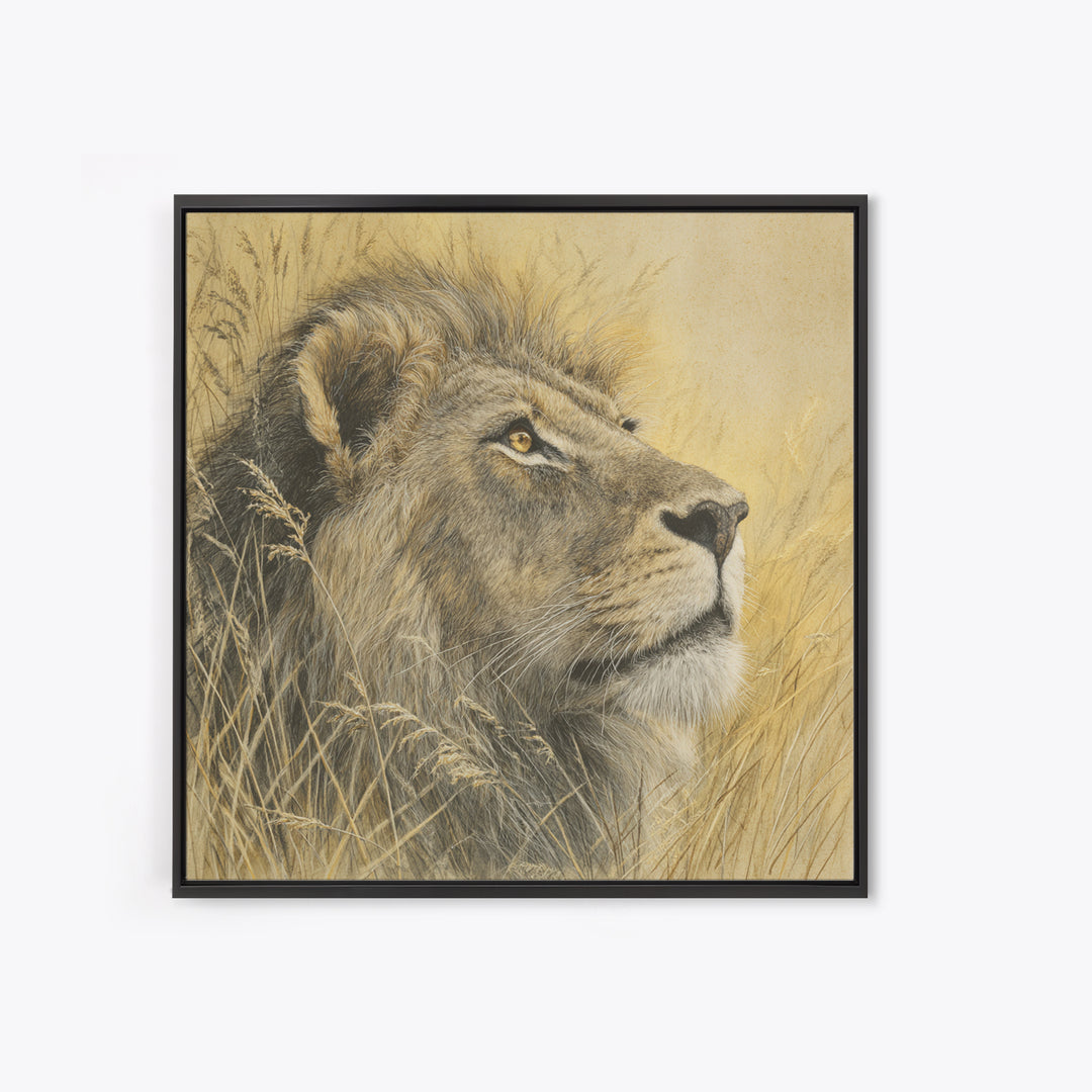 Lion Emerging from Golden Savanna Grass Framed Canvas Print, Wildlife Art, Rustic Home Decor, Living Room Decor, Fine Art, Wild, WIL-1x1-1