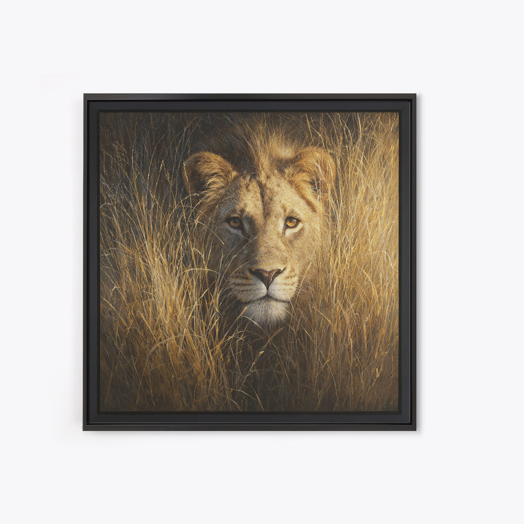 Lion Emerging from Golden Savanna Grass Canvas Print, Wildlife Art, Modern Decor, Living Room Decor, Fine Art, Wild, Home Decor, WIL-1x1-49