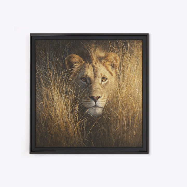 Lion Emerging from Golden Savanna Grass Canvas Print, Wildlife Art, Modern Decor, Living Room Decor, Fine Art, Wild, Home Decor, WIL-1x1-49