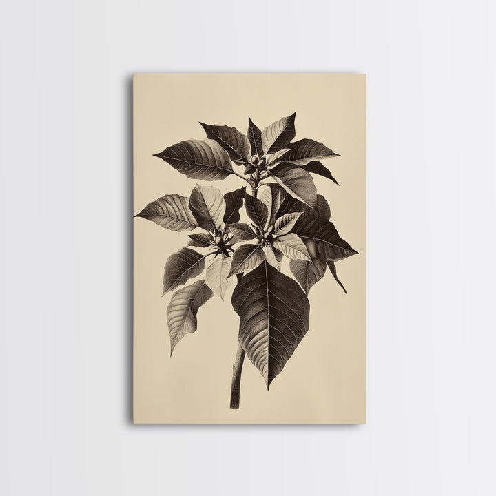 Vintage Poinsetta Canvas Print - Framed Canvas - Minimalist Christmas Art - Boho Christmas Art - Rustic Christmas Art