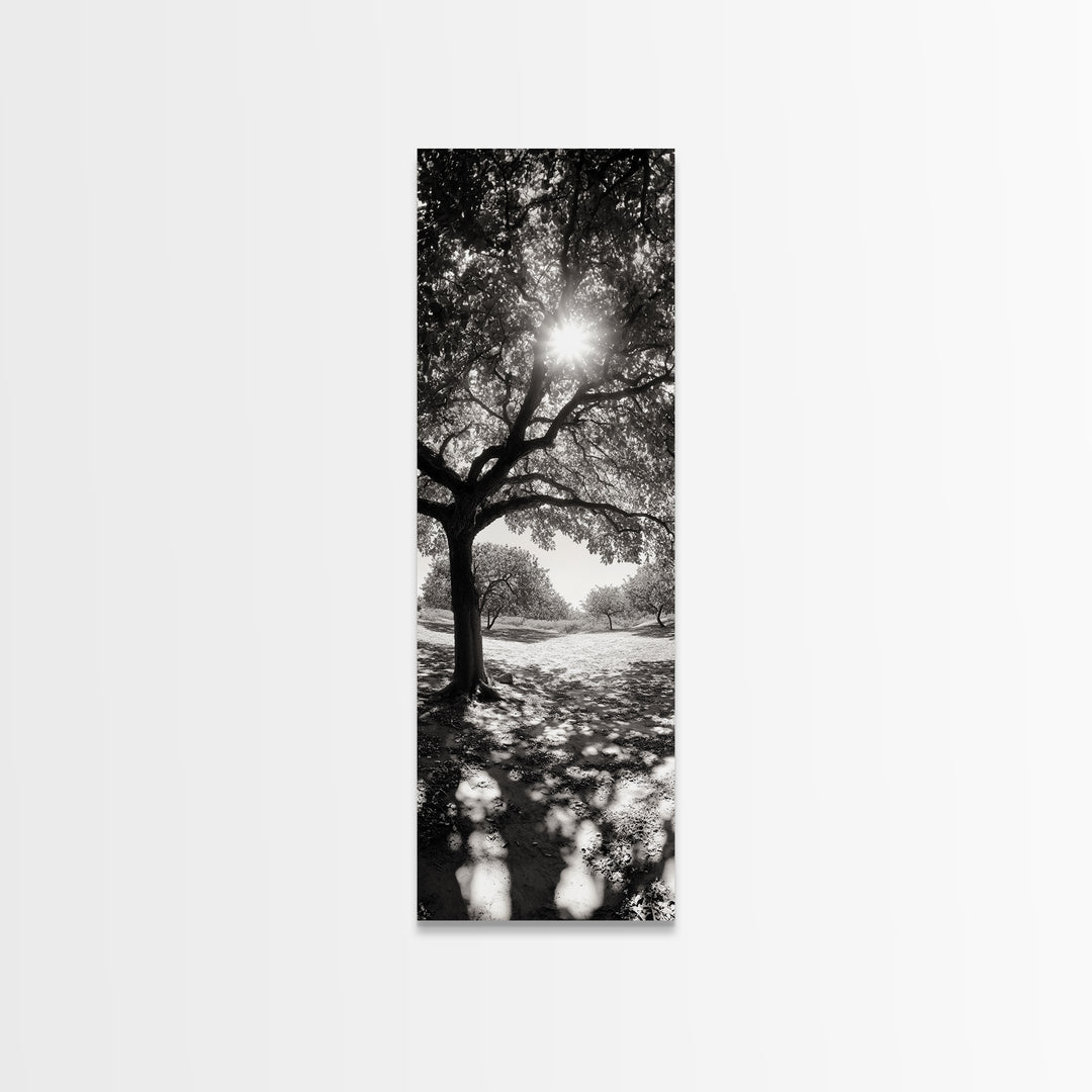 Sunlight Tree, Autumn Glow, Nature Shadowplay, Black White Forest Scene, Canvas Print, Fall Living Room Art, Boho Earthy Wall Decor