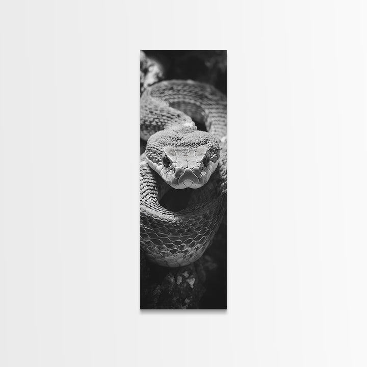 Coiled Snake, Wild Reptile, Black and White Snake, Fierce Eyes, Framed Canvas Print, Nature Lover Wall Art, Masculine Office Decor