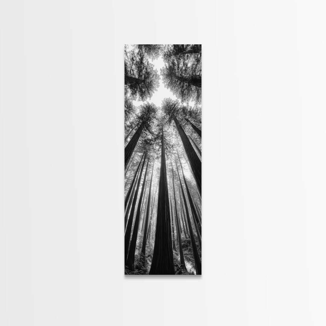 Redwood Forest, Sunlight Trees, Nature Canopy, Canvas Print, Serene Woodland Art, Cabin Wall Decor, Black and White Forest Art, Bedroom Wall Art