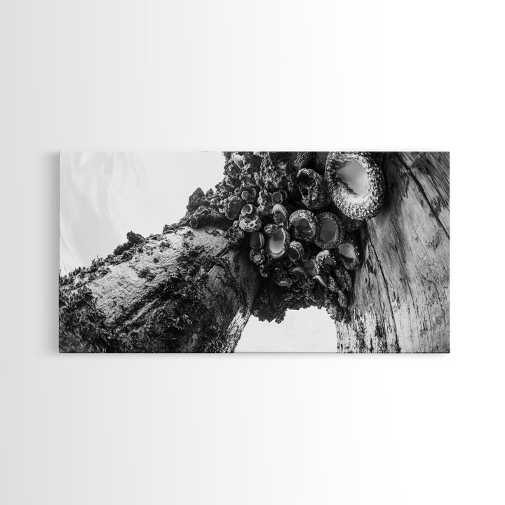 Coastal Texture, Tidepool Abstract, Modern Ocean Nature, Framed Canvas Print, Bathroom Wall Art, Marine Minimalist Photography