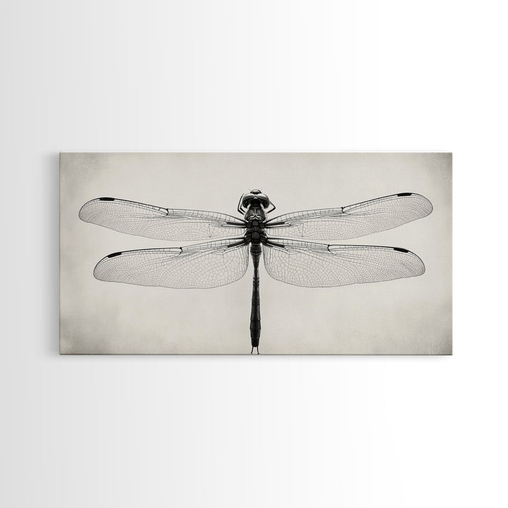 Dragonfly Sketch, Insect Art Print, Botanical Illustration, Minimalist Natural History, Framed Canvas Print, Office or Study Wall Art