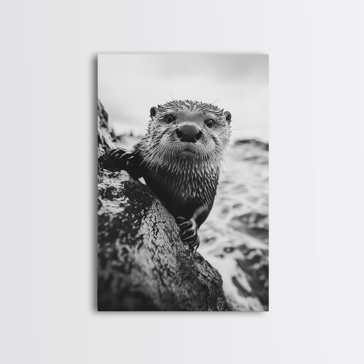 Curious Otter, Coastal Wildlife, Black and White, Animal Photography, Framed Canvas Print, Bathroom Wall Art, Nature Lover Gift