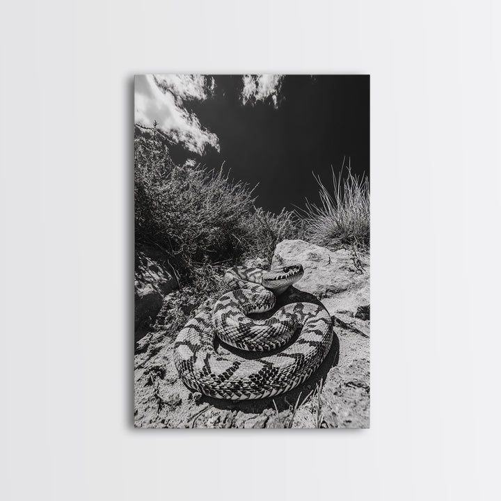 Coiled Snake, Desert Predator, Wild Reptile, Framed Canvas Print, Nature Wildlife Art, Den or Office Decor, Monochrome Animal Photography