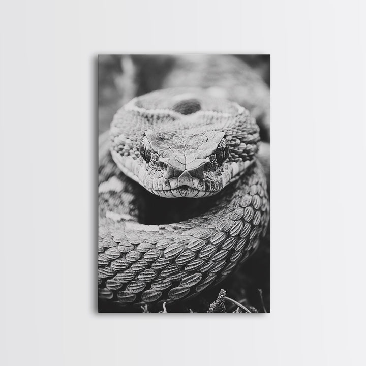 Rattlesnake Face, Coiled Closeup, Venomous Gaze, Canvas Print, Macro Wildlife Wall Art, Reptile Decor, Intense Black White Photography