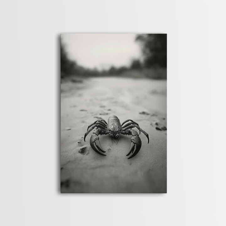 Desert Scorpion, Moody Wildlife, Sandy Ground, Focused Predator, Framed Canvas Print, edgy boho decor, masculine wall art, nature closeup