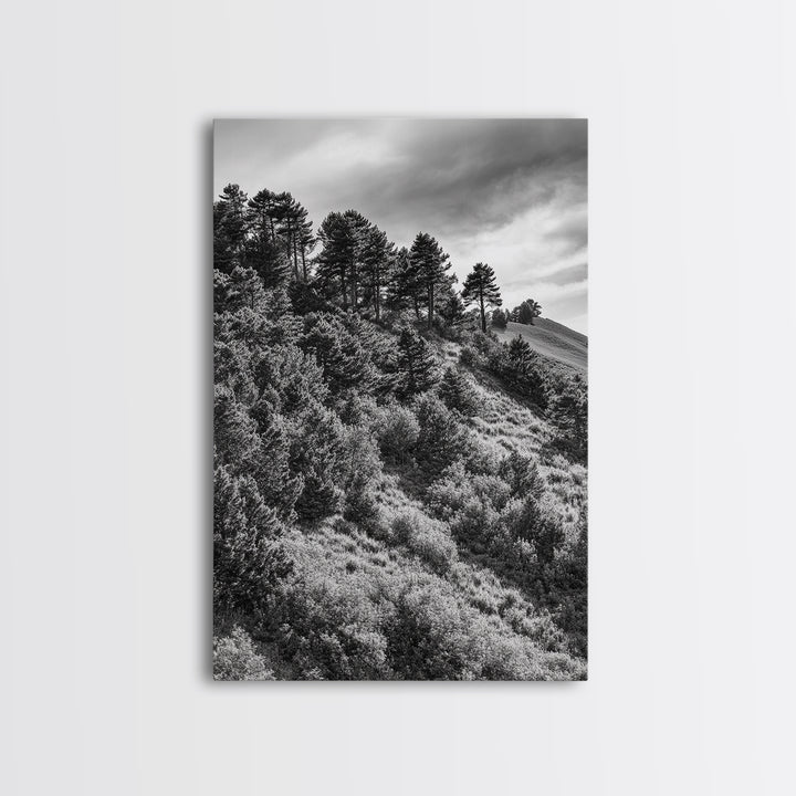 Hillside Forest, Peaceful Pines, Mountain Light, Framed Canvas Print, Nature Wall Art, Cabin Decor, Woodland Landscape Scene