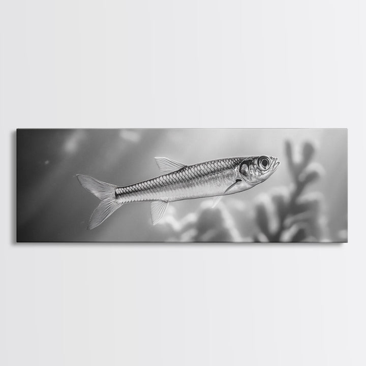 Silver Fish Closeup, Underwater Life, Marine Wildlife Art, Black and White Framed Canvas Print, Coastal Bathroom or Den Wall Art