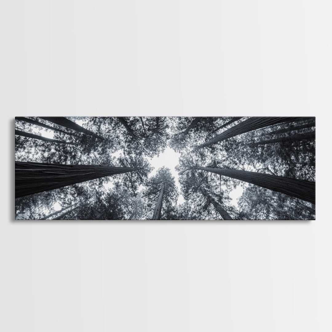 Redwood Trees, Forest Canopy, Looking Upward, Canvas Print, Black and White Nature Art, Meditation Room Decor, Minimalist Wall Art