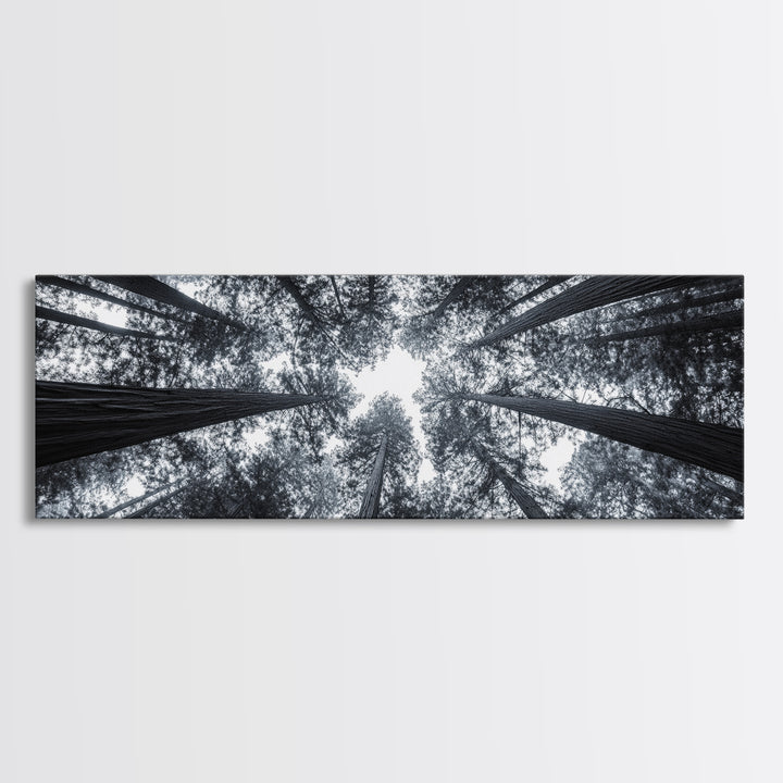 Redwood Trees, Forest Canopy, Looking Upward, Canvas Print, Black and White Nature Art, Meditation Room Decor, Minimalist Wall Art