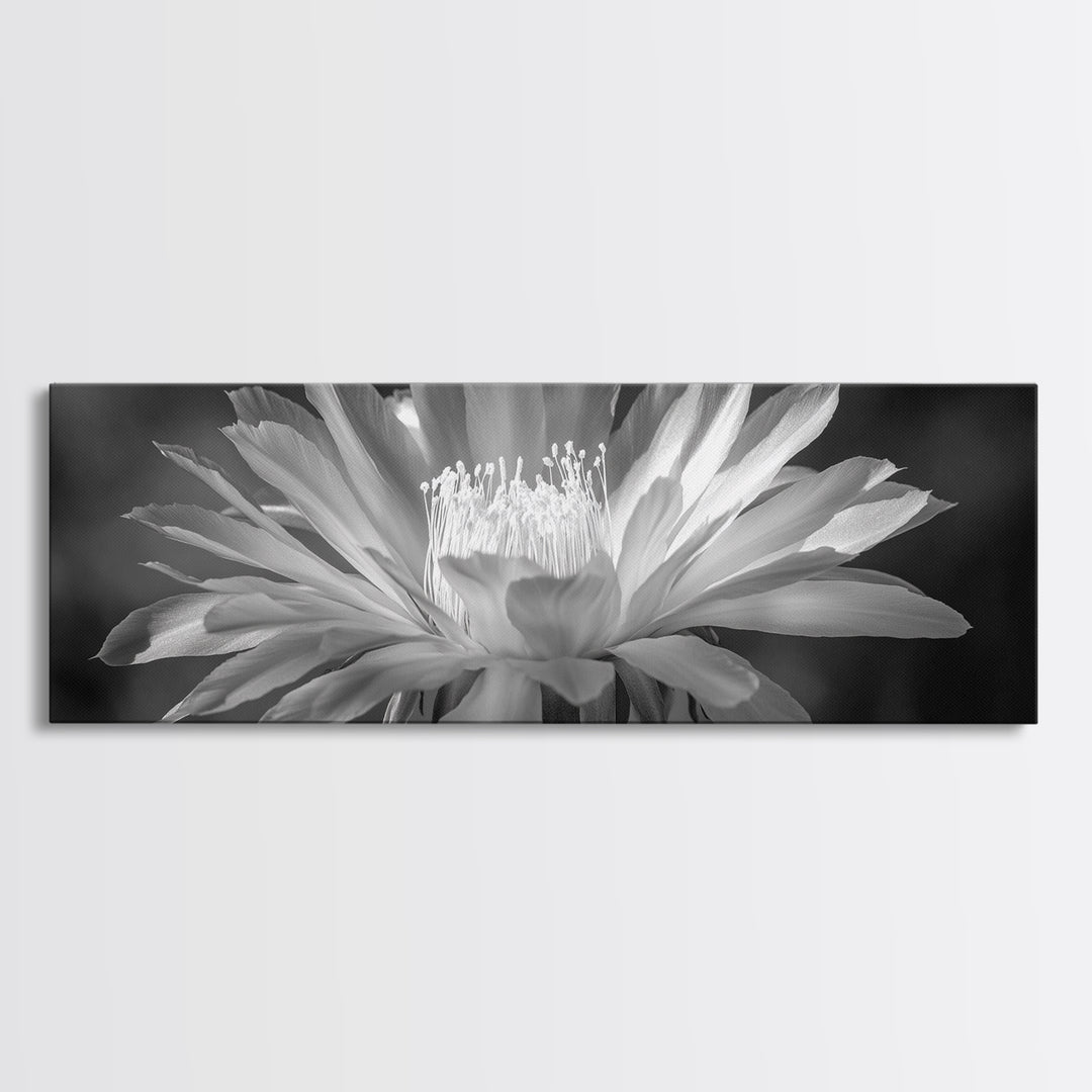 Soft Bloom, Desert Cactus Flower, Close-Up Botanical, Modern Black White Art, Framed Canvas Print, Bathroom Wall Art, Nature Photography