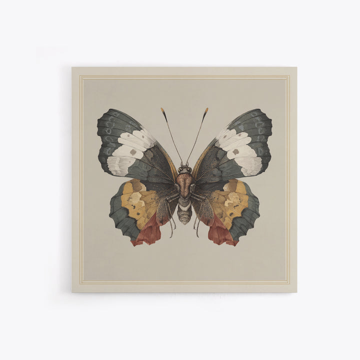 Butterfly Specimen Composition Framed Canvas Print, Animal Art, Original Art, Living Room Decor, Creature, Trendy Wall Art, ANI-1x1-47