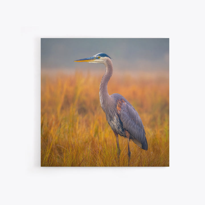 Blue Heron Standing Framed Canvas Print, Animal Art, Statement Artwork, Living Room Decor, Fine Art, Creature, Wall Decor, ANI-1x1-83