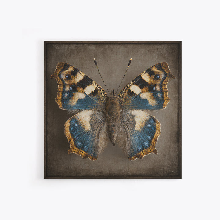 Butterfly Specimen Composition Canvas Print, Animal Art, Neutral Decor, Living Room Decor, Fine Art, Creature, Wall Art, ANI-1x1-95