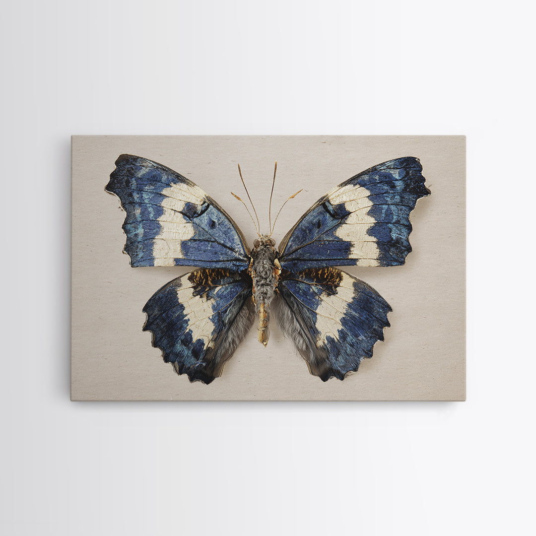 Butterfly Specimen Composition Framed Canvas Print, Animal Art, Farmhouse Decor, Living Room Decor, Fine Art, Creature, ANI-3x2-27