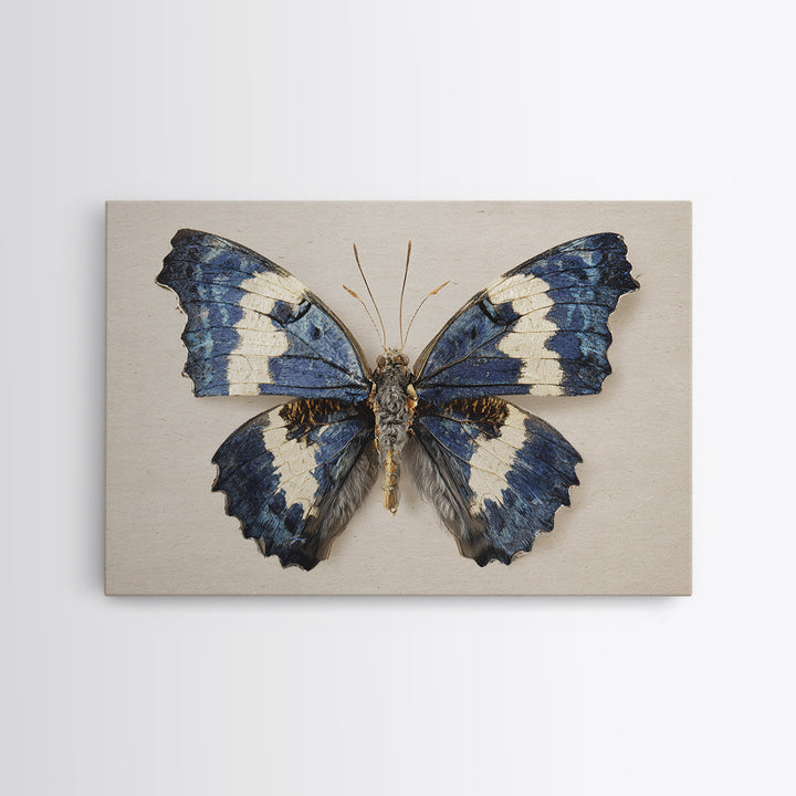 Butterfly Specimen Composition Framed Canvas Print, Animal Art, Farmhouse Decor, Living Room Decor, Fine Art, Creature, ANI-3x2-27