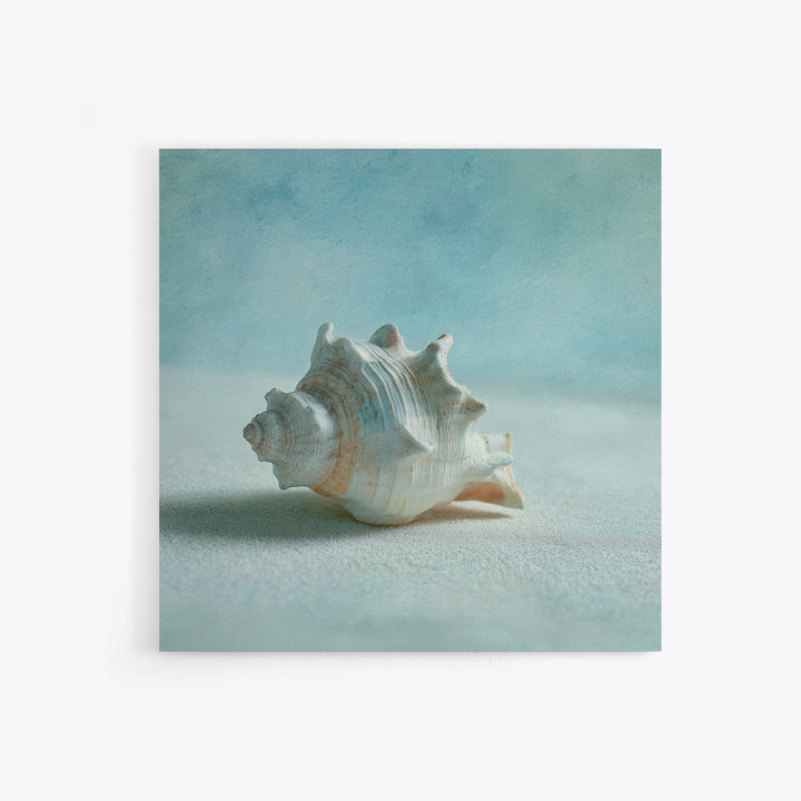 Minimal Seashell Still Life on Pale Sand Canvas Print, Bathroom Art, Custom Pet Portrait, Bathroom Decor, Abstract Art, Spa, BAT-1x1-3