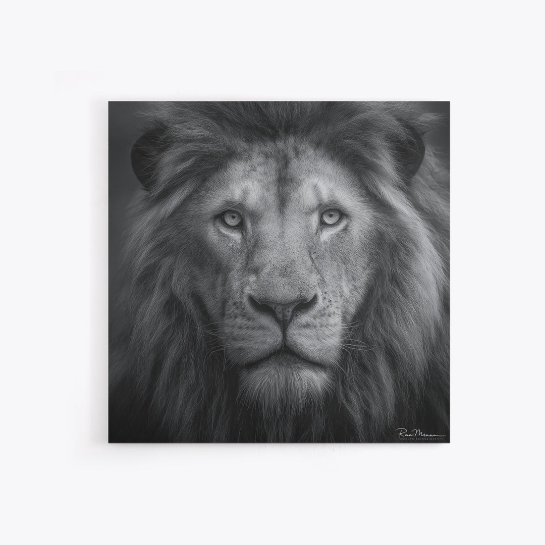 Dramatic Black and White Lion Portrait Canvas Print, Black and White Art, Gallery Decor, Living Room Decor, Monochrome, BAW-1x1-17