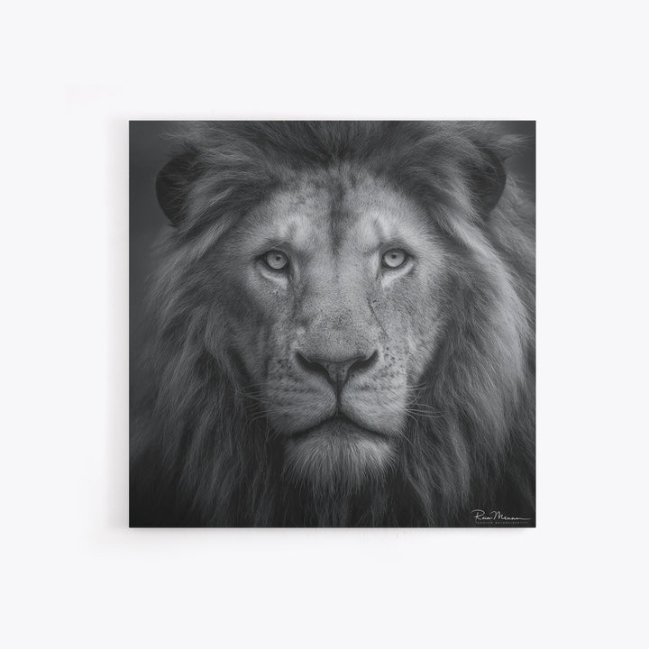 Dramatic Black and White Lion Portrait Canvas Print, Black and White Art, Gallery Decor, Living Room Decor, Monochrome, BAW-1x1-17