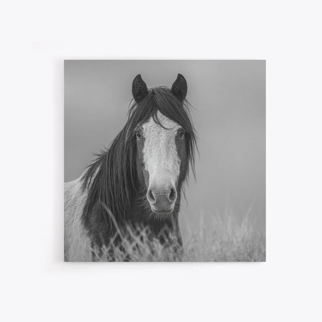 Black and White Wild Horse Portrait Canvas Print, Black and White Art, Fine Art Print, Living Room Decor, Oil Painting, BAW-1x1-5