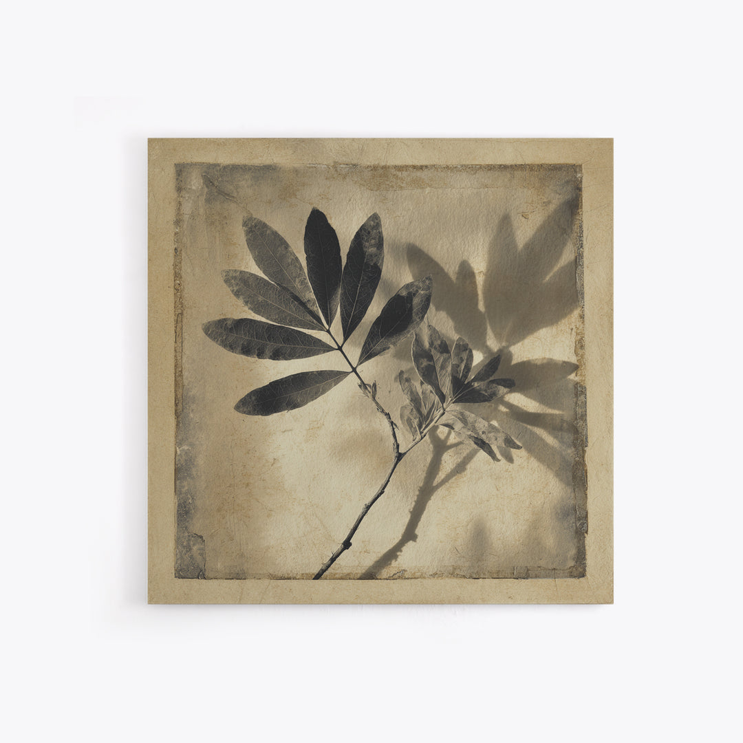 Black and White Botanical Specimen Plate Canvas Print, Black and White Art, Cabin Decor, Living Room Decor, Monochrome, BAW-1x1-71