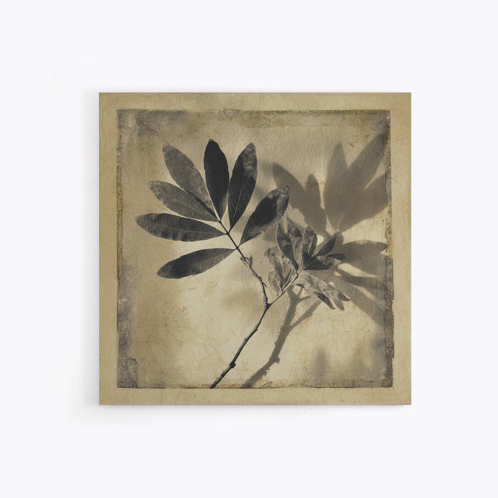 Black and White Botanical Specimen Plate Canvas Print, Black and White Art, Cabin Decor, Living Room Decor, Monochrome, BAW-1x1-71