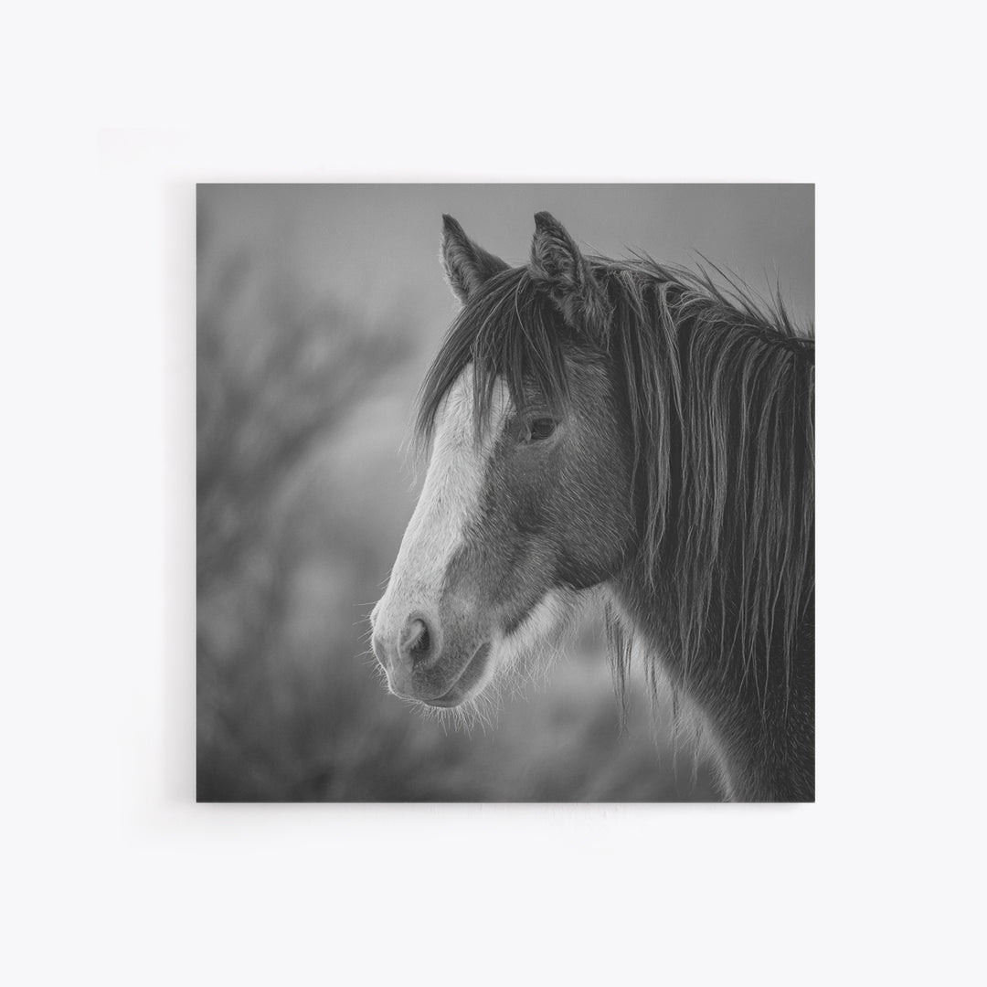 Black and White Wild Horse Portrait Canvas Print, Black and White Art, Art, Living Room Decor, Monochrome, Original Art, BAW-1x1-77