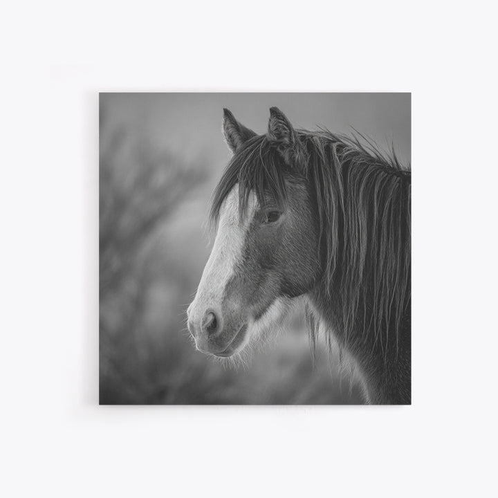 Black and White Wild Horse Portrait Canvas Print, Black and White Art, Art, Living Room Decor, Monochrome, Original Art, BAW-1x1-77