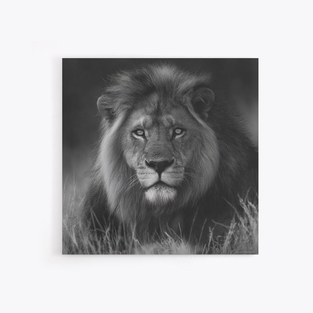 Dramatic Black and White Lion Portrait Canvas Print, Black and White Art, Contemporary Art, Living Room Decor, Monochrome, BAW-1x1-89