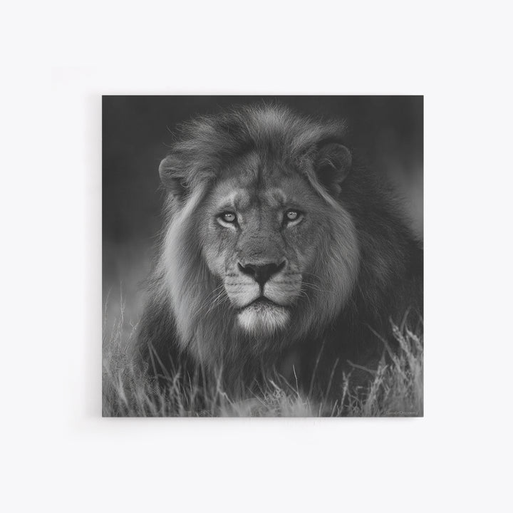 Dramatic Black and White Lion Portrait Canvas Print, Black and White Art, Contemporary Art, Living Room Decor, Monochrome, BAW-1x1-89