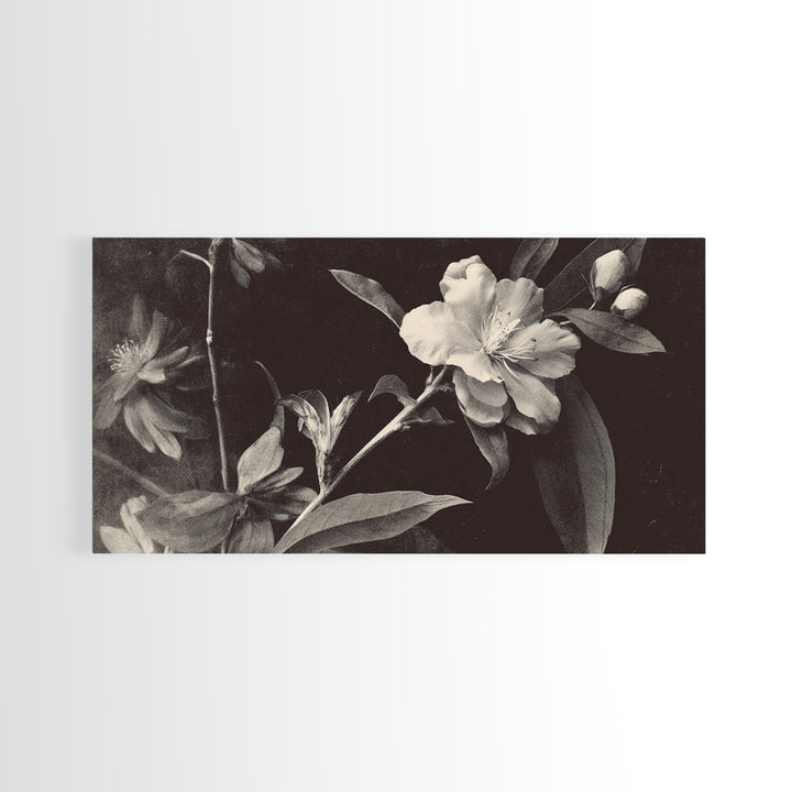 Black and White Botanical Specimen Plate Canvas Print, Black and White Art, Cabin Decor, Living Room Decor, Monochrome, BAW-2x1-19