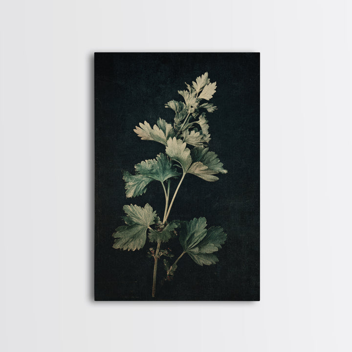 Black and White Botanical Specimen Plate Canvas Print, Black and White Art, Fine Art Print, Living Room Decor, Monochrome, BAW-2x3-7
