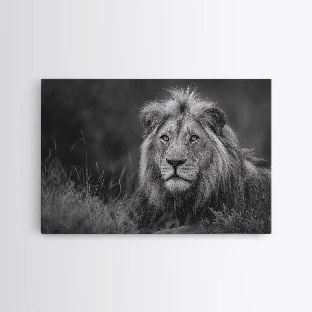 Dramatic Black and White Lion Portrait Canvas Print, Black and White Art, Photography Prints, Living Room Decor, Monochrome, BAW-3x2-21