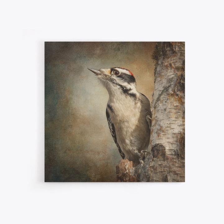 Woodpecker on Birch Bark Texture Framed Canvas Print, Bird Art, Luxury Decor, Living Room Decor, Oil Painting, Flight, BIR-1x1-93