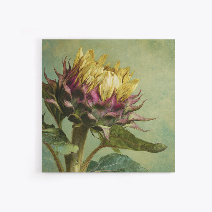 Sunflower Head Closeup Framed Canvas Print, Botanical Art, Framed Wall Art, Living Room Decor, Botanic, Boho Wall Decor, BOT-1x1-16