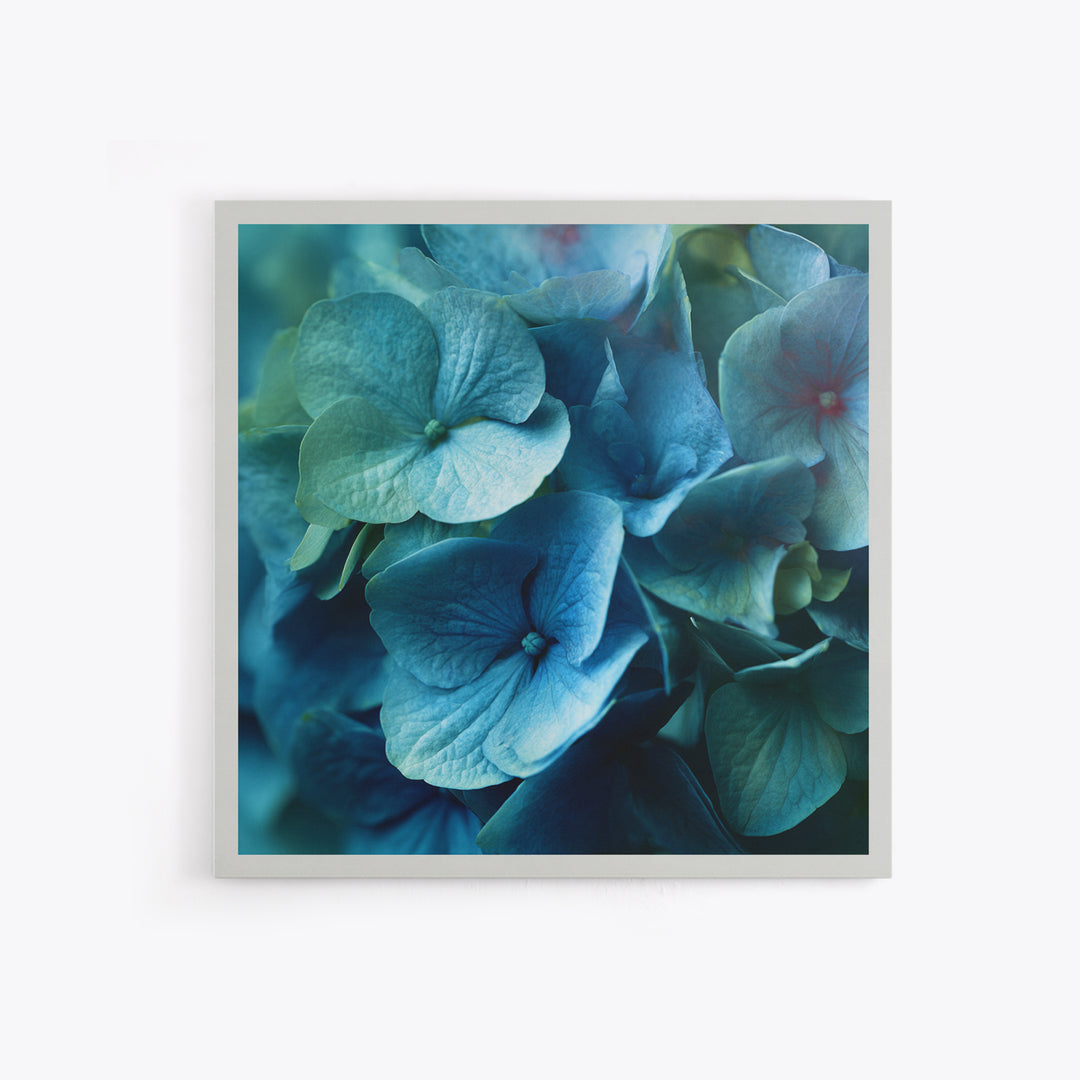 Blue Hydrangea Cluster Framed Canvas Print, Botanical Art, Modern Wall Art, Living Room Decor, Fine Art, Botanic, BOT-1x1-66