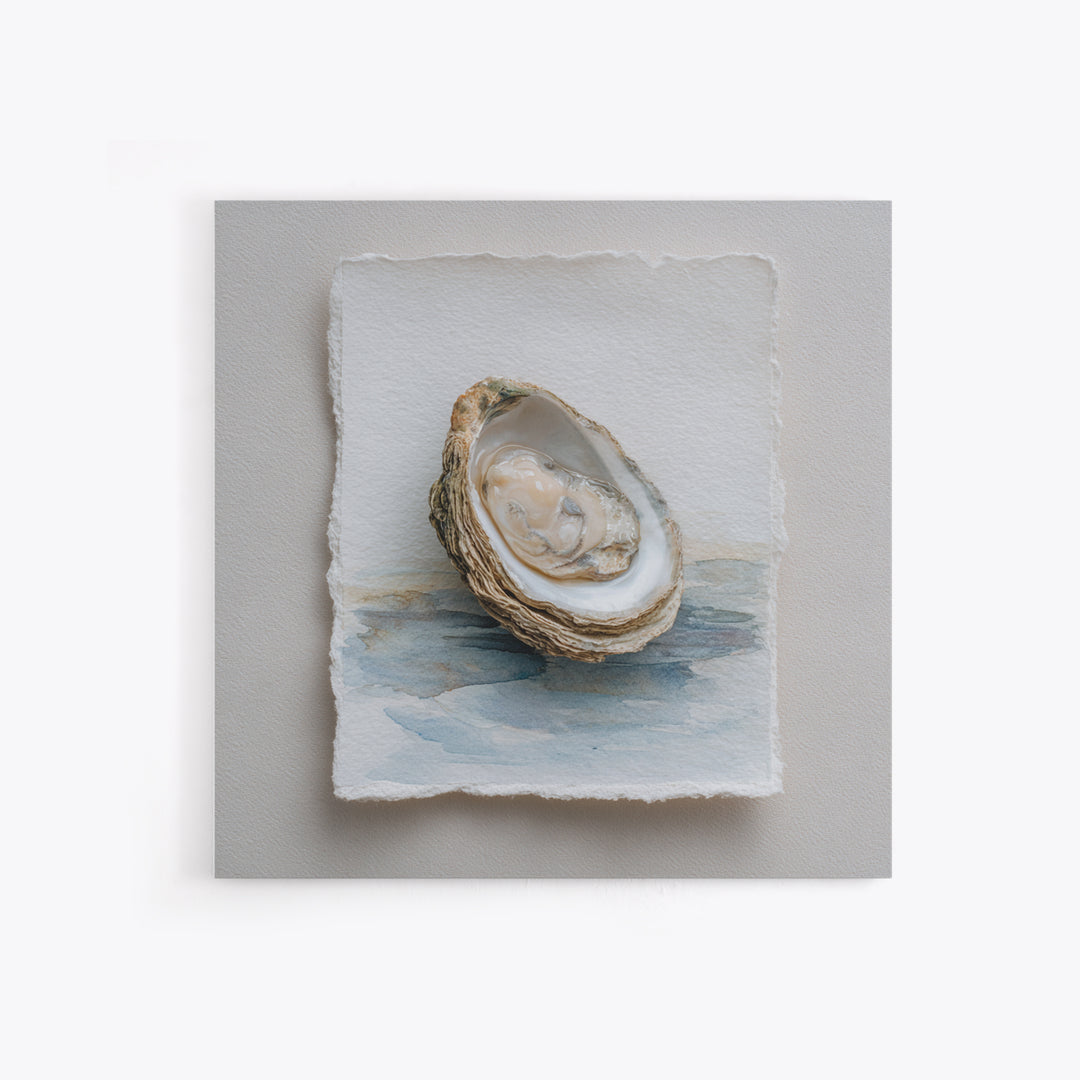Oyster Shell Study Framed Canvas Print, Coastal Art, Beach Art, Coastal Decor, Oil Painting, Coastal, Room Decor, COA-1x1-51